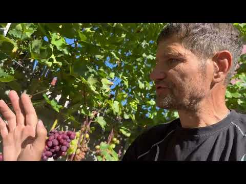 Видео: Виноград Велюр. Особенности, преимущества и недостатки ( смотреть до конца )))