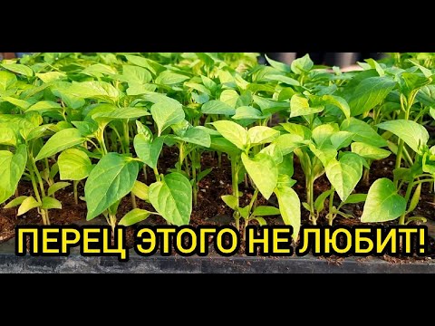 Видео: Главные ошибки при высадке перца в грунт!