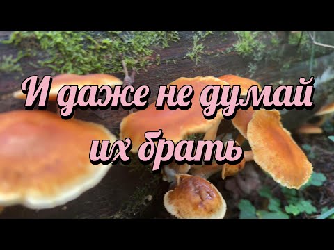 Видео: ложные опята