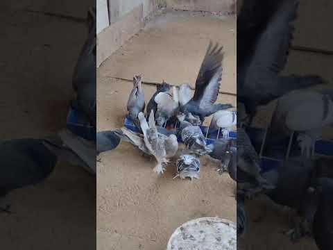 Видео: 18 октября 2025 г.