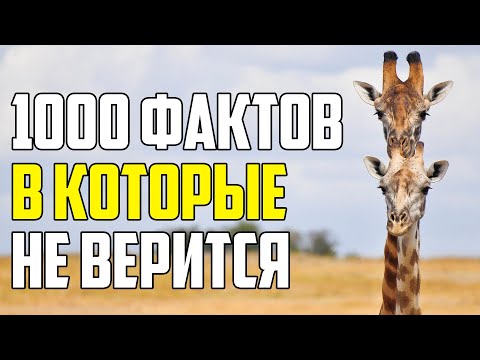 Видео: 1000 ФАКТОВ В КОТОРЫЕ СЛОЖНО ПОВЕРИТЬ С ПЕРВОГО РАЗА