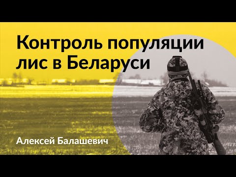 Видео: Контроль популяции лис в Беларуси #охота #лис #спектроптик #технологииохоты #снаряжениеохотника