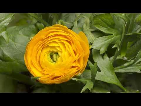 Видео: Автогенно Отпускане 5 мин