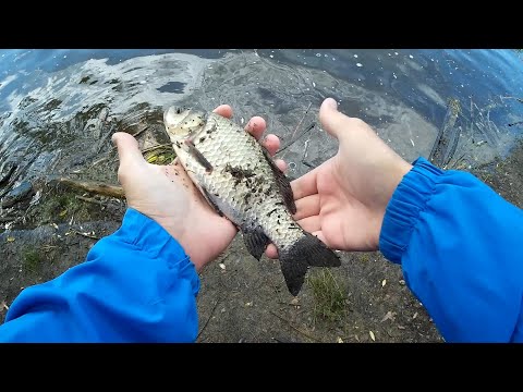 Видео: КАРАСЬ НА НАНО-ДРОПШОТ. МЕГА- УЛОВИСТАЯ СНАСТЬ! (Рыбалка в Подольске)