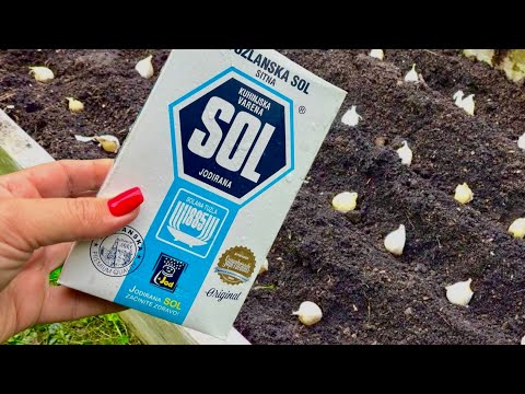 Видео: ЧЕСНОК ОБЯЗАТЕЛЬНО НУЖНО СОЛИТЬ ПЕРЕД ПОСАДКОЙ! ДЛЯ ПОЛУЧЕНИЯ БОЛЬШИХ И ЗДОРОВЫХ ГОЛОВОК