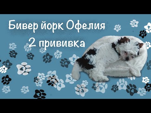 Видео: 2 прививка Офелии