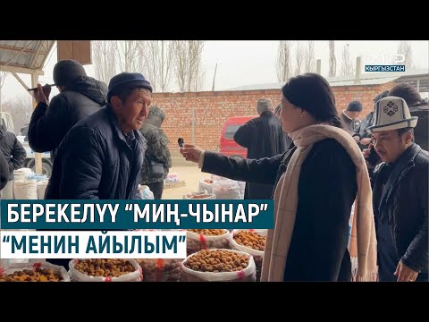 Видео: БЕРЕКЕЛҮҮ МИҢ-ЧЫНАР АЙЫЛЫНА САЯКАТ