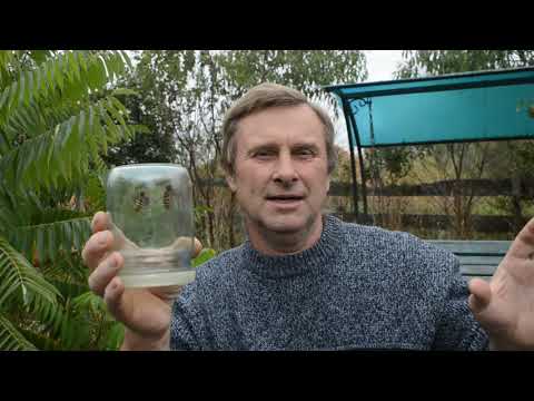 Видео: Самец и самка шершней. Нескучная жизнь.