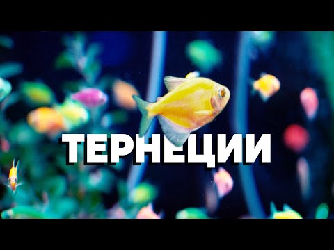 Видео: НАЙ-ПОПУЛЯРНАТА РИБКА - Цветна Тернеция