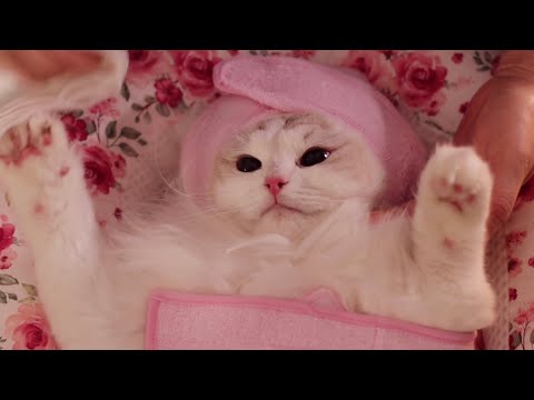 Видео: Спа для кошек ASMR (Очень мило)