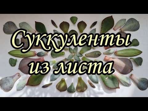 Видео: как выращивать суккуленты из листа.