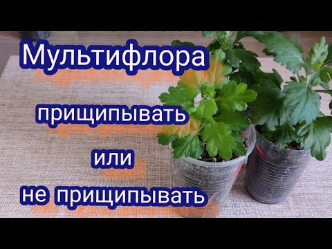 Видео: Хризантема мультифлора. Уход за черенками. Прищипка, подкормка и бутоны на черенках