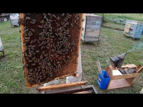 Видео: Эфективность двухматочного улья который отпустил рои
