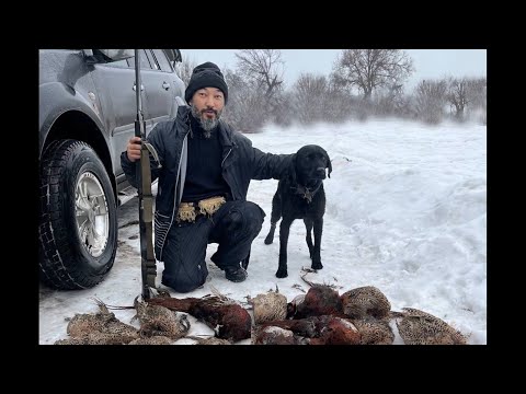 Видео: Kiirgauiil ah aulau, Қырғауыл аң аулау, Охота на фазана, Pheasant hunt Hatsan escort 4231