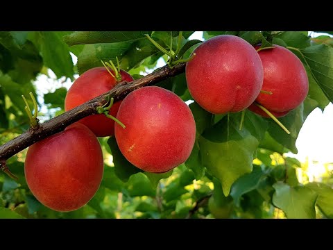 Видео: АБРИКОС РУБИСТА!!! Apricot Rubista!!!