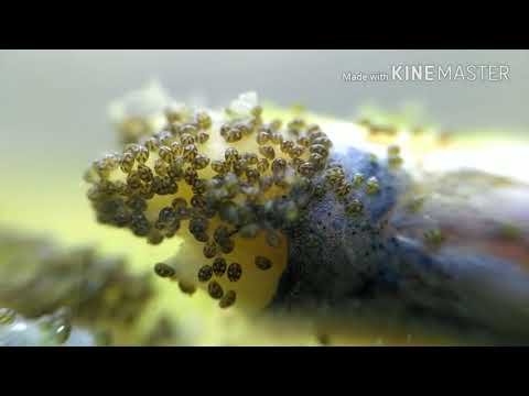 Видео: Остракоды или ракообразные микроскопических размеров в аквариуме / микромир/An unknown animal in an