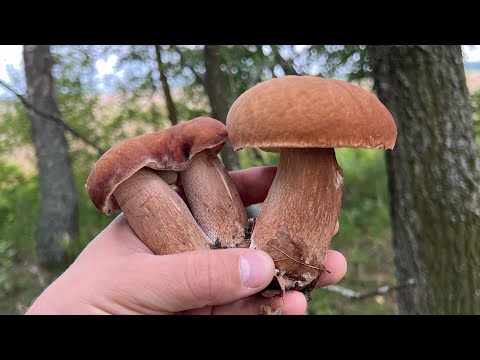 Видео: ГРИБНИКИ С УТРЕЦА ПОПАЛИ В СЛУЧАЙНЫЙ ЛЕС И НАБРАЛИ БЕЛЫХ ГРИБОВ ! Грибы 2025 !