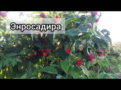 Видео: Малина Энросадира