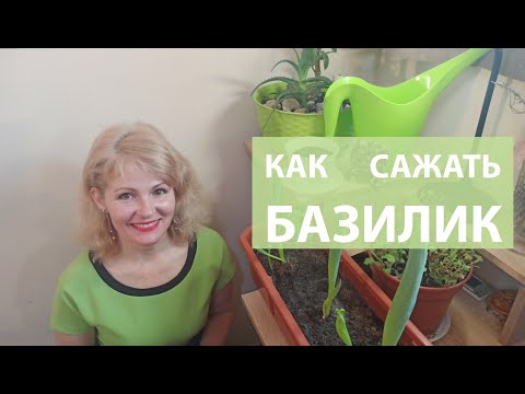 Видео: Как сеять базилик
