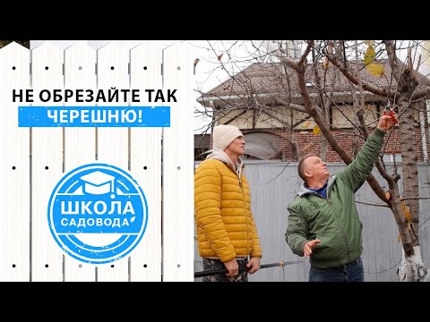 Видео: Как избежать ошибок при обрезке черешни? Учимся на ошибках Виктора! Как снизить крону черешни?