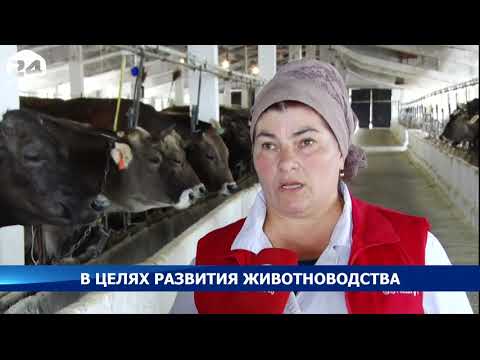 Видео: Минсельхоз КР предлагает породное районирование! Животноводство