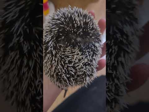 Видео: Страшная потеря иглы😱Ежик комкуется и пыхтит😃Ежиные прятки😃Еж возмущен🤪