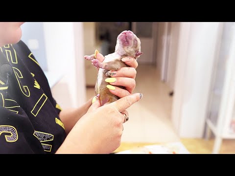 Видео: Щенок родился Синий и Слабый. Не выживет? Роды у собаки.