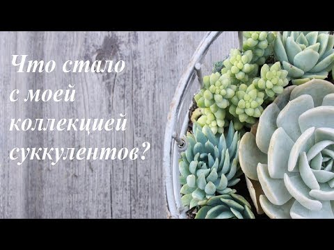 Видео: Что стало с моей коллекцией суккулентов?