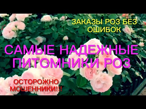 Видео: Заказы роз без ошибок. Самые лучшие и надежные питомники роз. Осторожно мошенники!!! 🌹🌹🌹