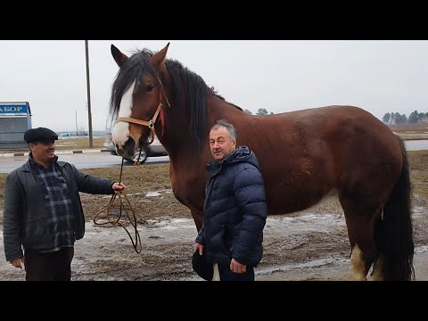 Видео: ЦЫГАНСКИЕ ЛОШАДИ🐎КОБЫЛА АНТАЛИЯ МЕЧТА ЛЮБОГО КОНЕВОДА💪