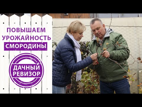 Видео: Дачный ревизор. Увеличиваем УРОЖАЙ СМОРОДИНЫ на загущенном кусте