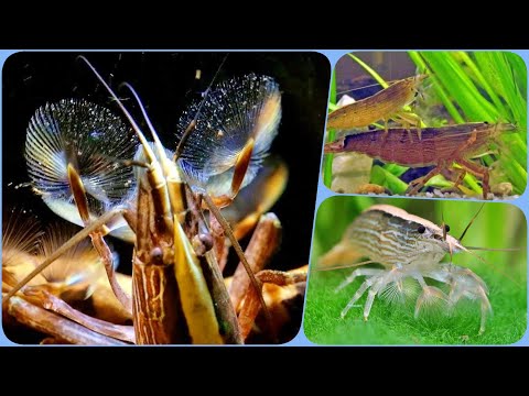 Видео: Креветка Фильтратор Атиопсис содержание разведение в аквариуме Atyopsis moluccensis
