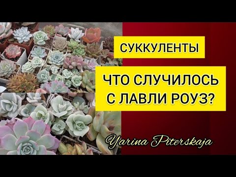 Видео: Суккуленты. Что случилось с лавли роуз?