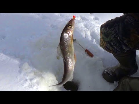 Видео: Весенняя рыбалка. Ловля хариуса на лесной реке. Изба - землянка в глухой тайге. Подводные съёмки