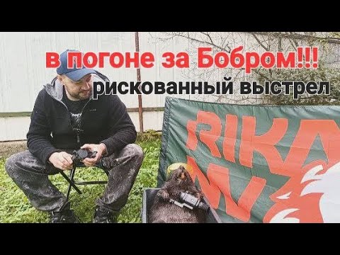 Видео: Охота на бобра , рискованный выстрел!!!