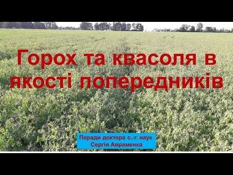 Видео: Горох и фасоль в качестве предшественников для зерновых культур