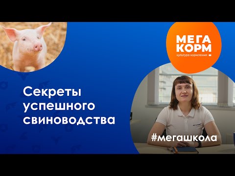 Видео: Секреты успешного свиноводства: как кормить для наилучшего результата?