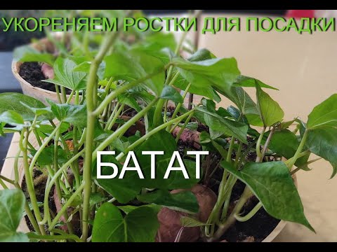 Видео: БАТАТ/КАК ВЫРАЩИВАТЬ БАТАТ ПРАВИЛЬНО. Часть 3 апрель. Как посадить и вырастить батат? SWEET POTATO