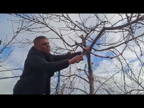 Видео: Обрізка старого Персика