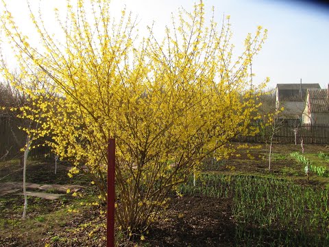 Видео: Когда стричь форзицию.