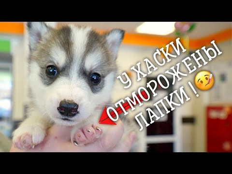 Видео: Щенок хаски отморозила лапки. Новая подопечная.