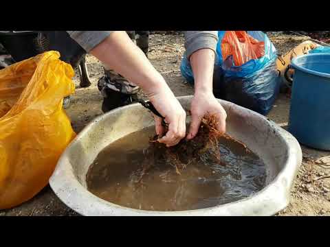 Видео: Закладка маточного корня малины для выращивания крапивки))