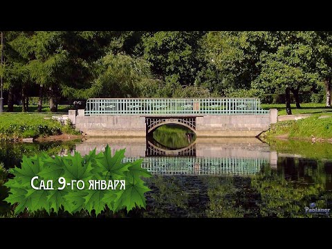Видео: Сад 9-го января (2025)