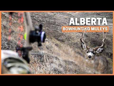 Видео: Охотьтесь с луком на оленя-мула вместе с Брайаном Коллом🔥 Insane Spot и выслеживайте суровую охоту!