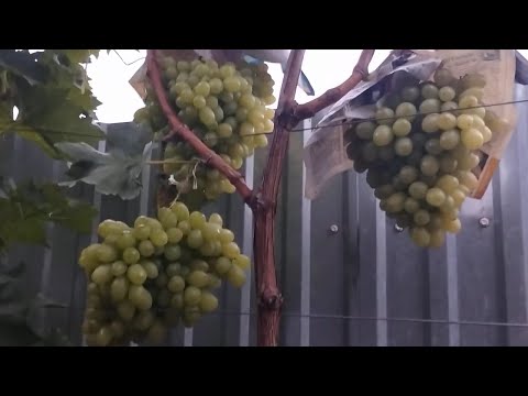 Видео: Кишмиш Арарат. Спостереження.5 жовтня 2025 р.