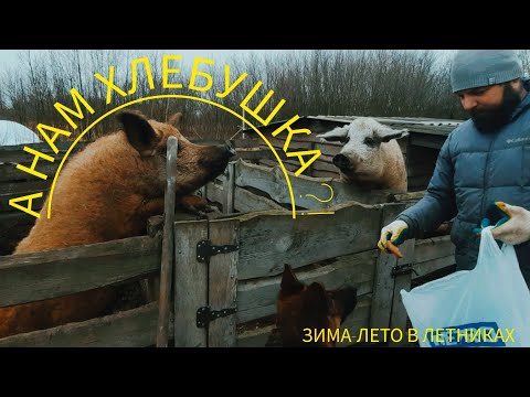 Видео: КОРМЛЕНИЕ СВИНЕЙ. КАСТРИРОВАЛИ ПОРОСЕНКА. привожу клумбу в порядок.