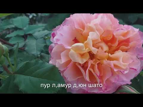 Видео: РЕДКИЕ РОЗЫ 18 сортов