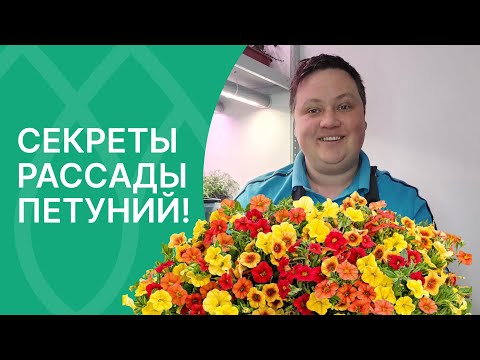 Видео: Три секрета коренастой рассады петуний!