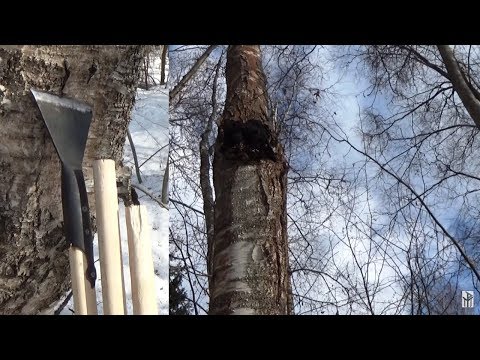 Видео: Удлинитель топора или как достать чагу с высоты.