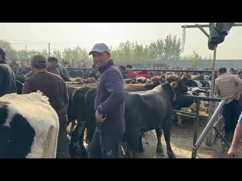 Видео: ЁР СИТИЙДАН ҚИРҒИЗИСТОН ПАРОДА БОҚМА БУҚАЛАР БОҚУВЧИ ОДАМЛАРГА ЙЕТМАЯПТИ. 